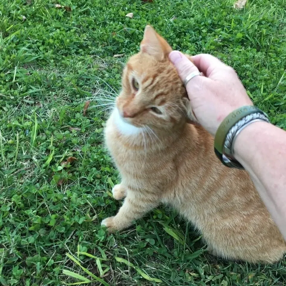 Lost cat in Montross, VA, 22520