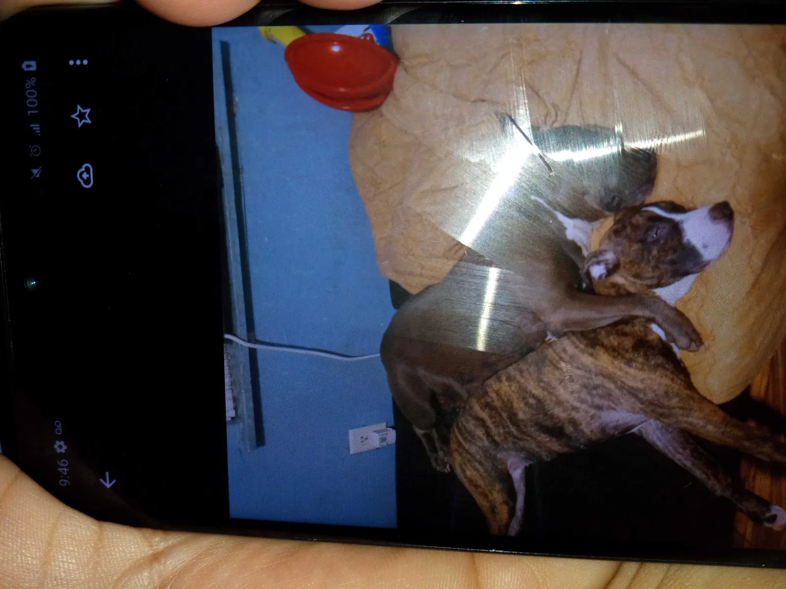 Lost dog in Corpus Christi, TX, 78407