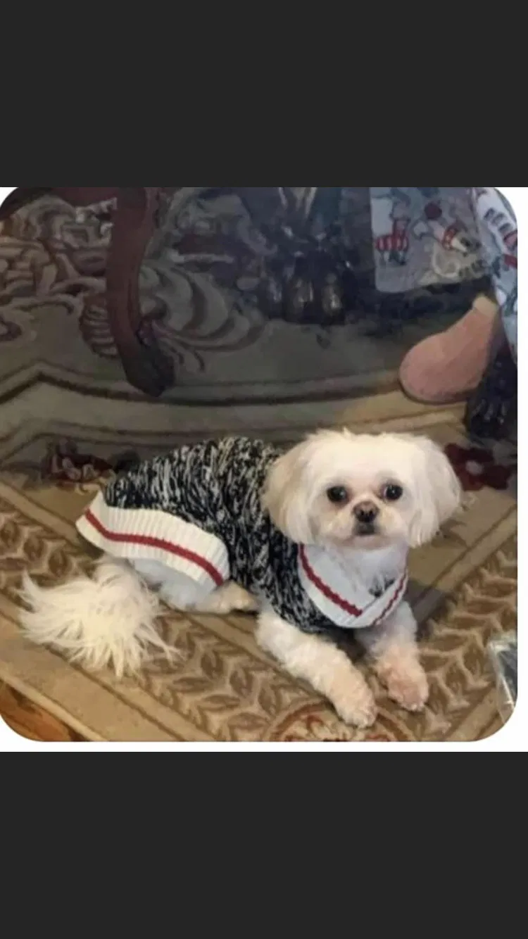 Lost dog in Springfield Gardens, NY, 11413