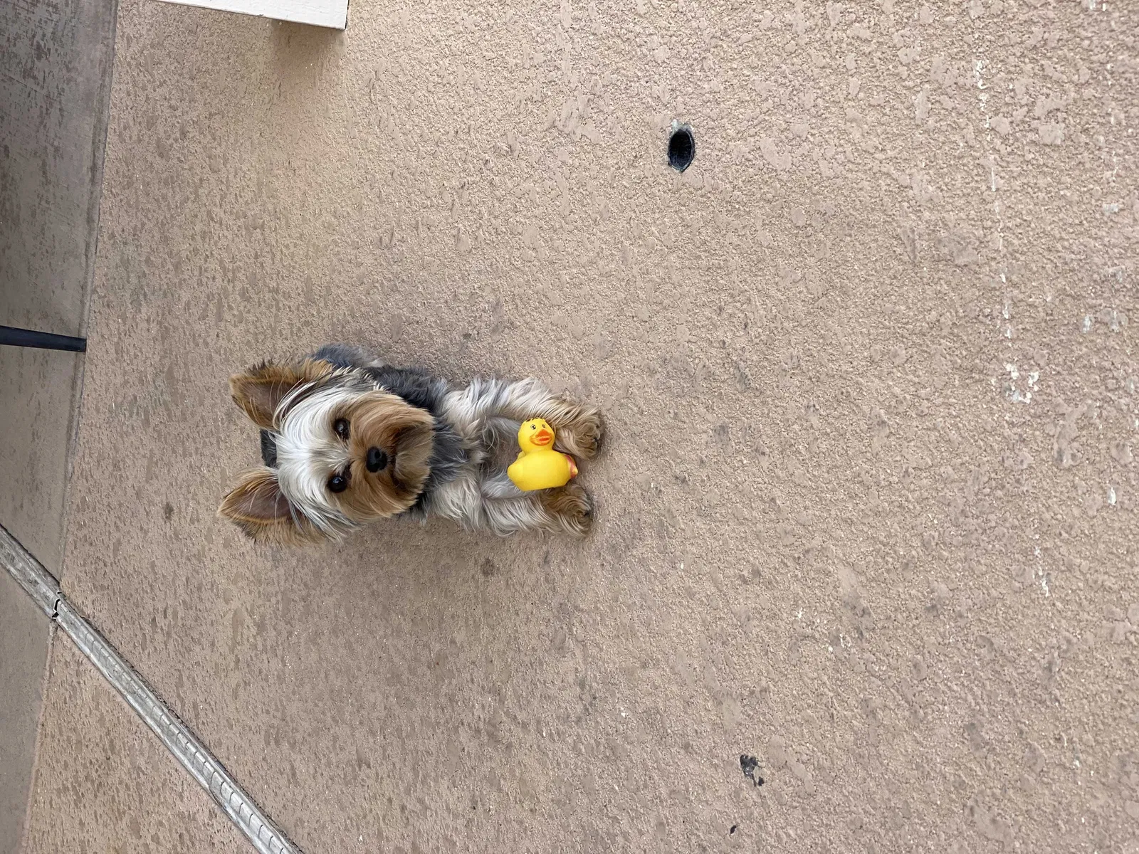 Lost dog in Las Vegas, NV, 89148