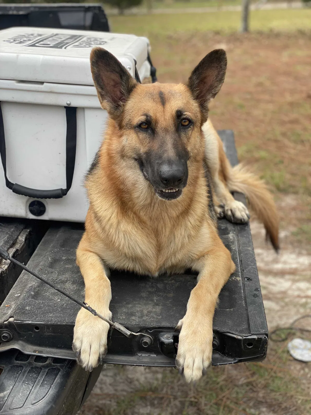 Lost dog in Leesville, SC, 29070