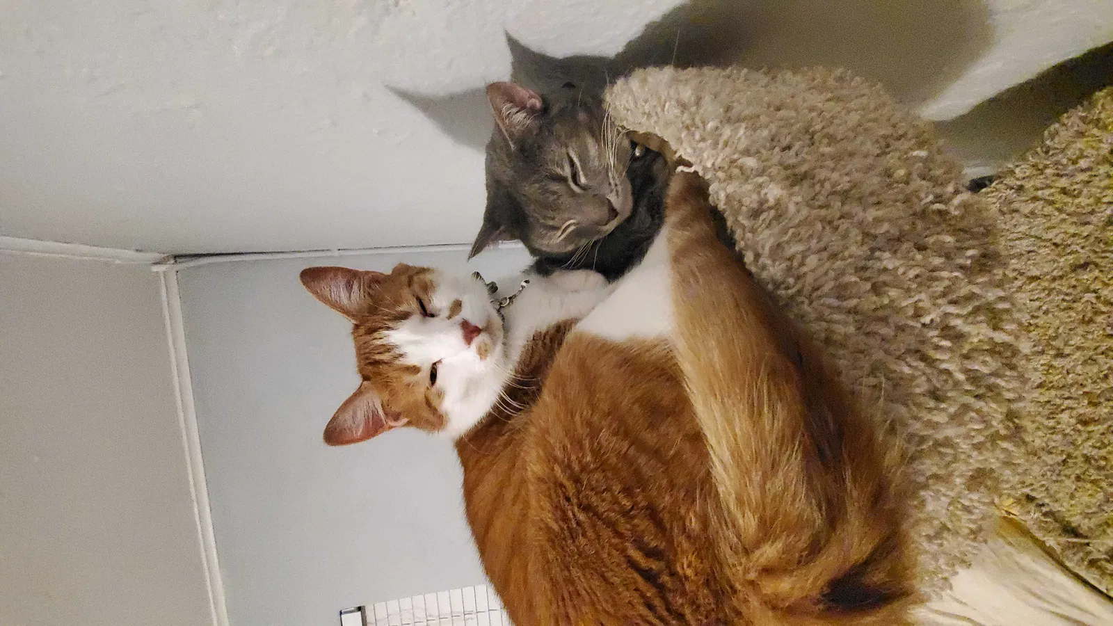 Lost cat in Largo, FL, 33770
