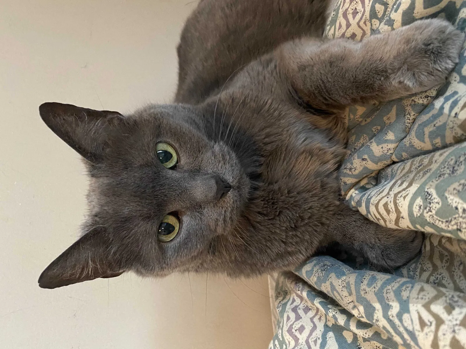 Lost cat in Hoffman Estates, IL, 60169