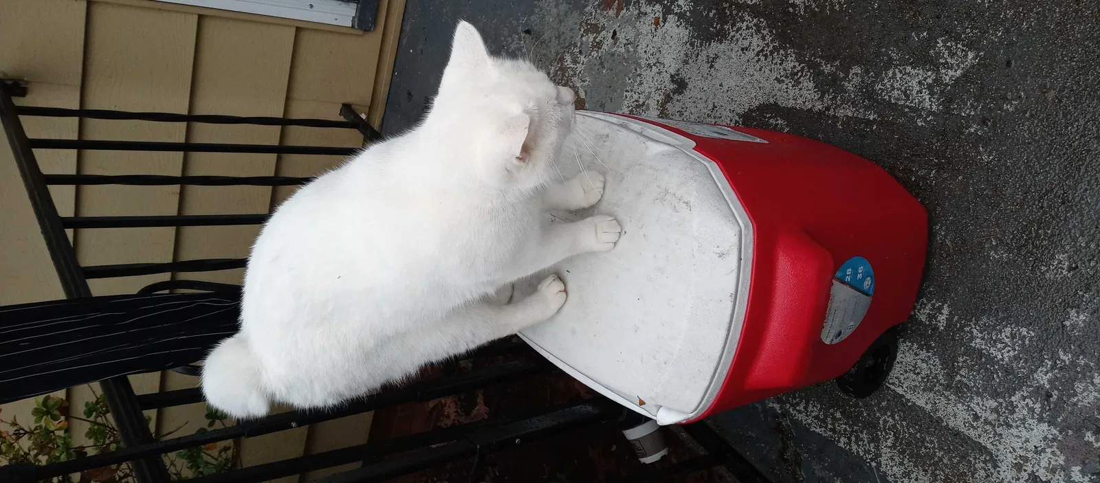 Lost cat in Burlington, NC, 27215