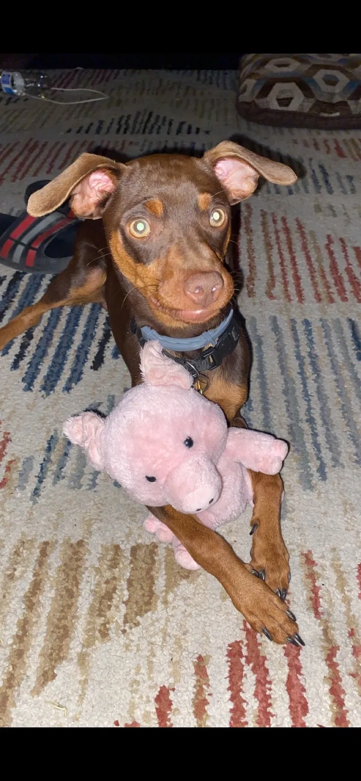Lost dog in Visalia, CA, 93292
