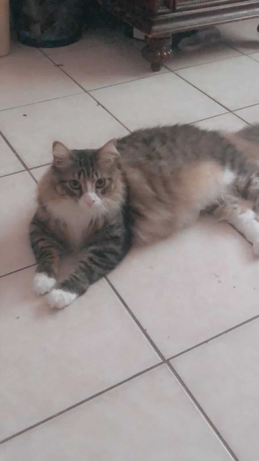Lost cat in Saint Petersburg, FL, 33710