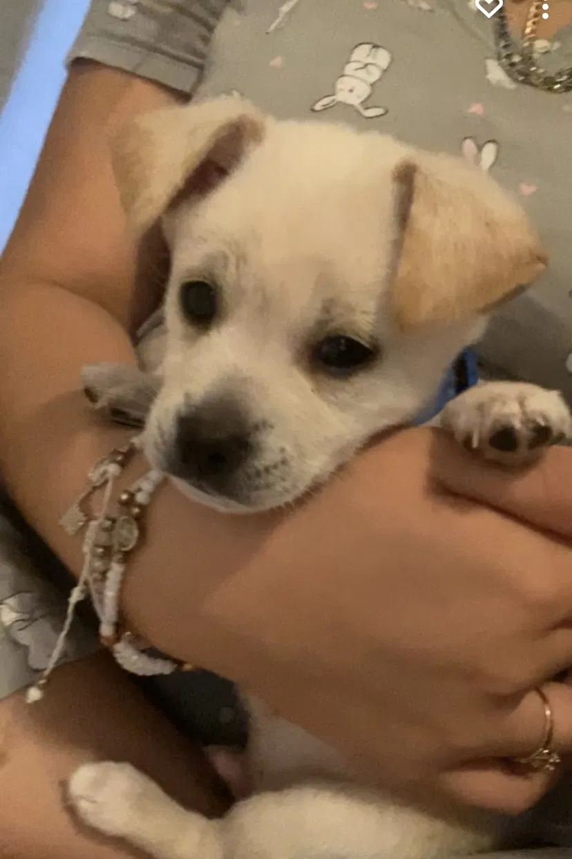 Lost dog in Lawrenceville, GA, 30044