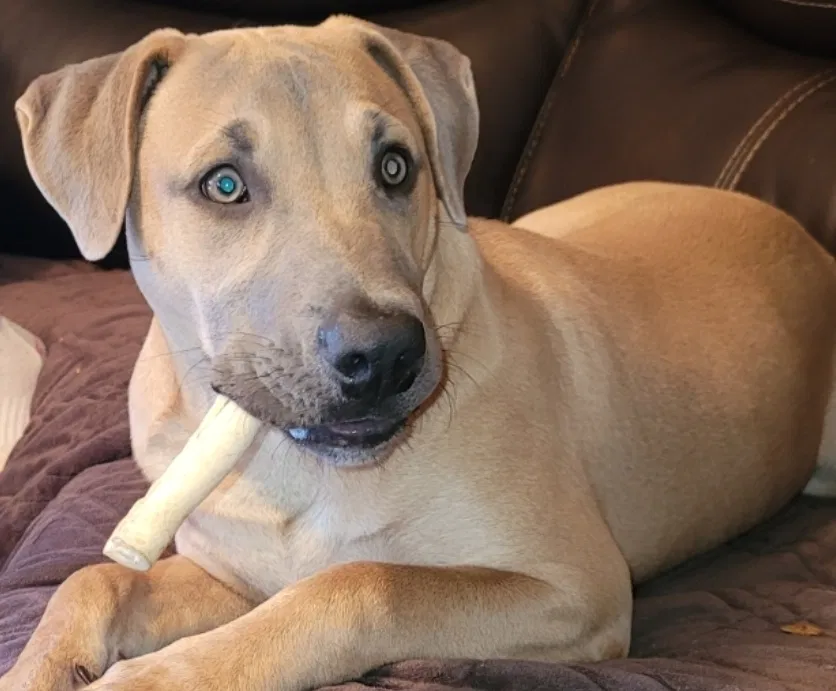 Lost dog in Knoxville, TN, 37920