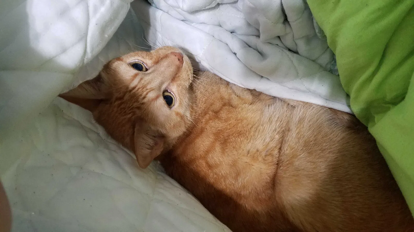 Lost cat in Chattanooga, TN, 37415