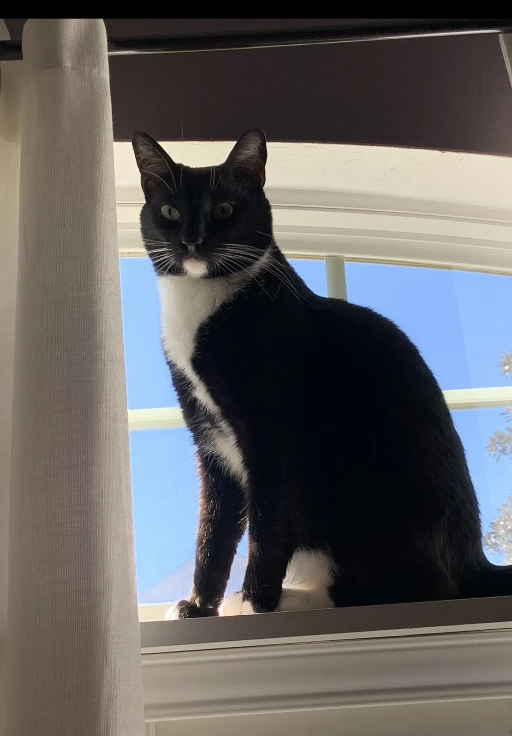 Lost cat in Tallahassee, FL, 32312