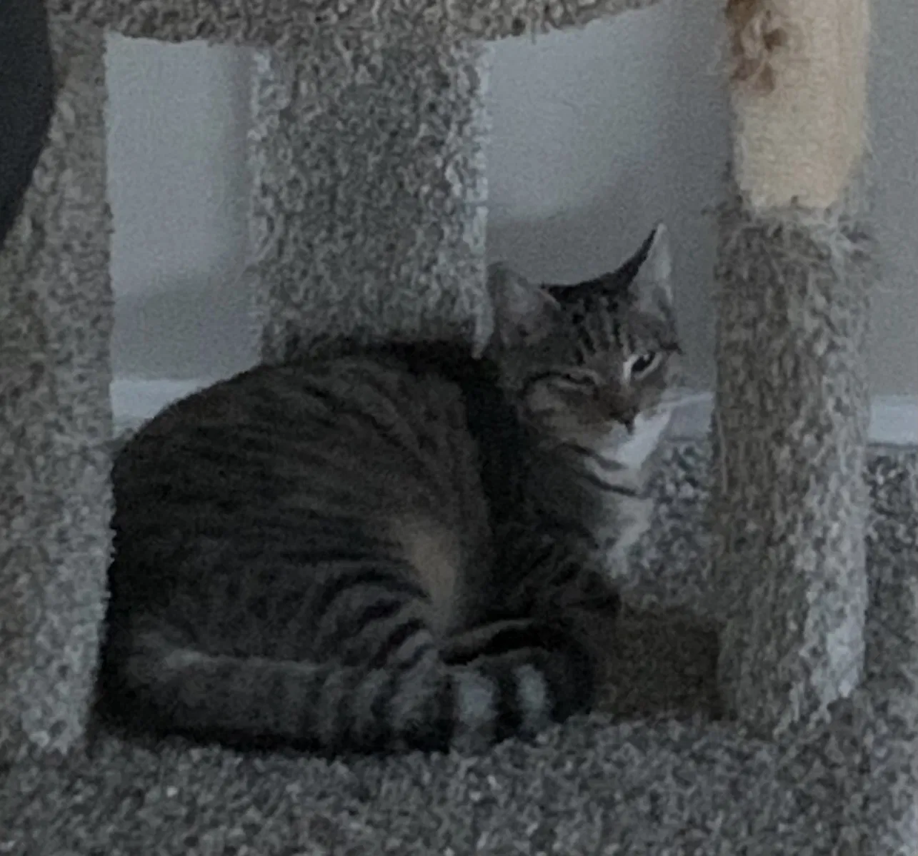 Lost cat in Montgomery, TX, 77356