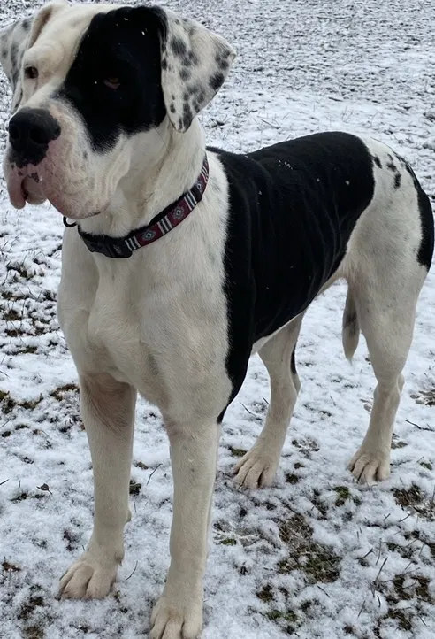 Lost dog in Bankston, AL, 35542