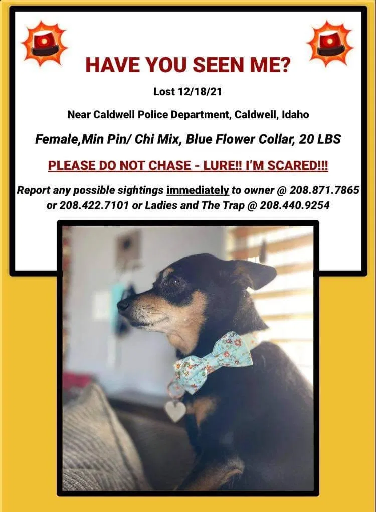 Lost dog in Caldwell, ID, 83607