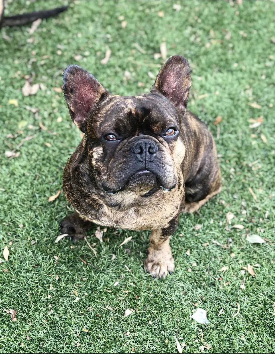 Lost dog in Fort Worth, TX, 76119
