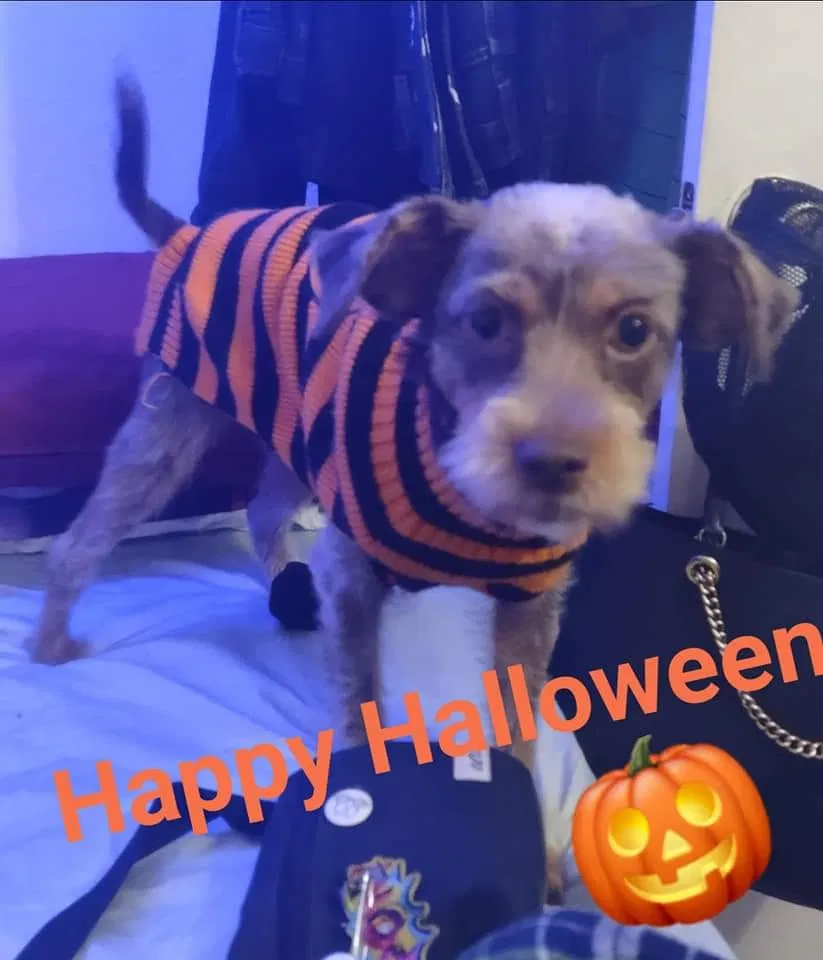 Lost dog in North Las Vegas, NV, 89030