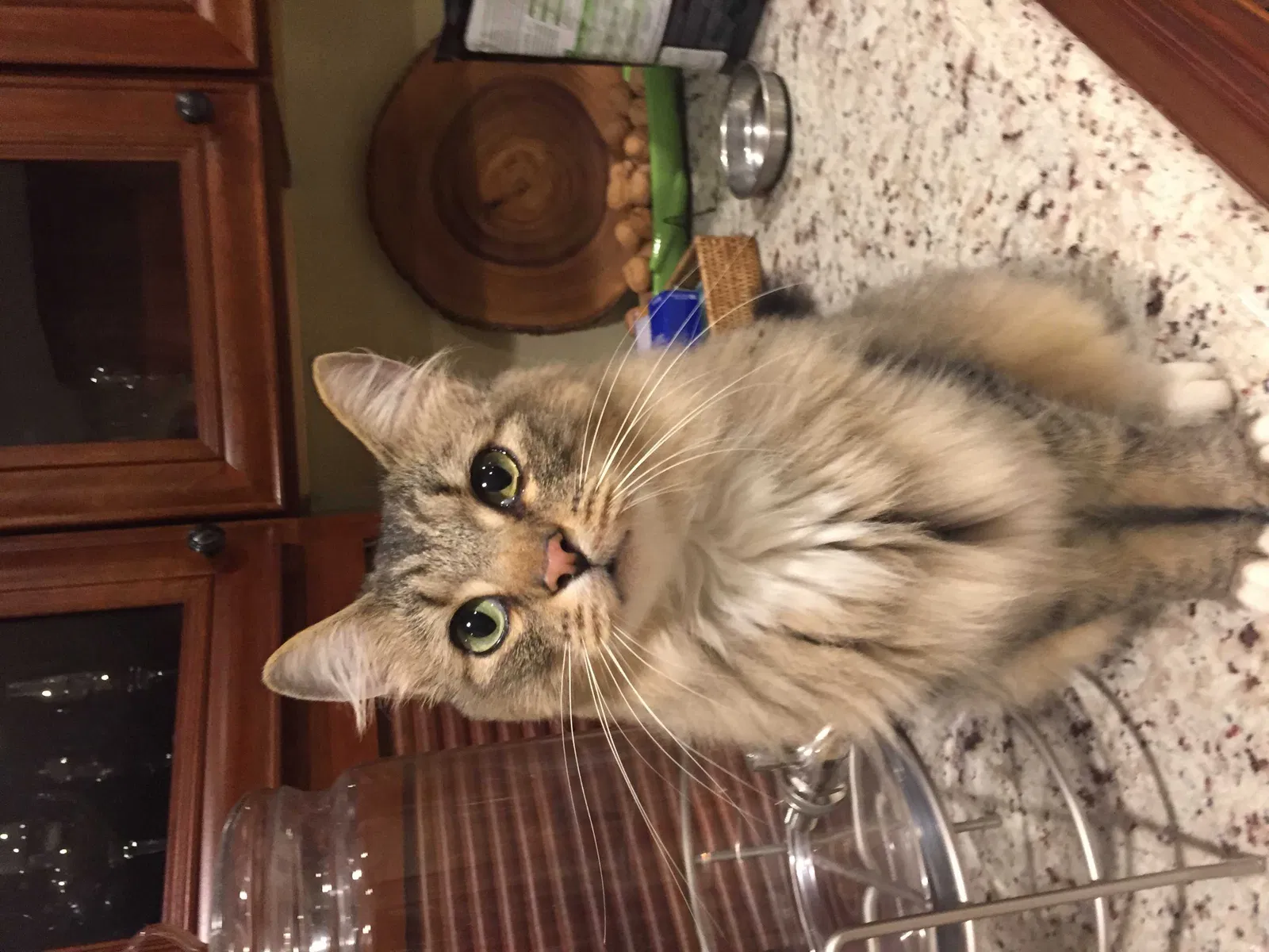 Lost cat in Arlington Heights, IL, 60004