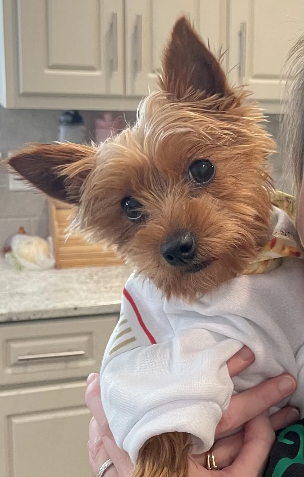 Lost dog in Evans, GA, 30809