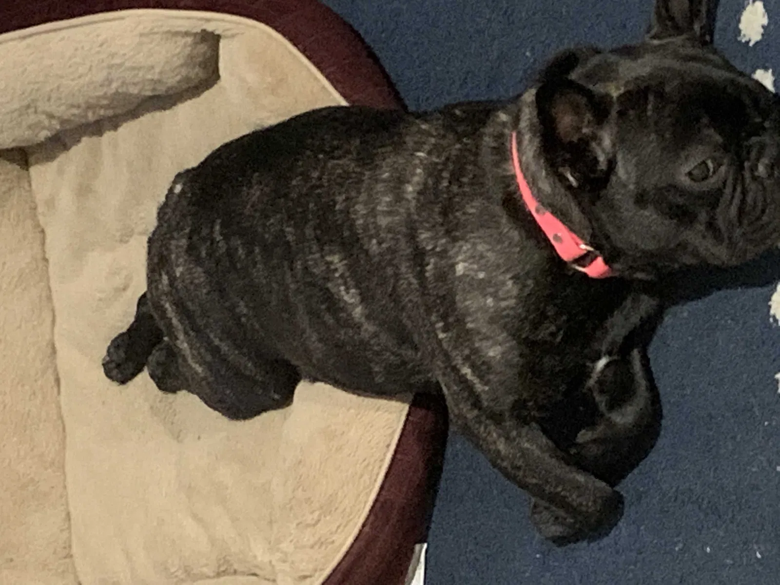 Lost dog in Columbus, OH, 43204