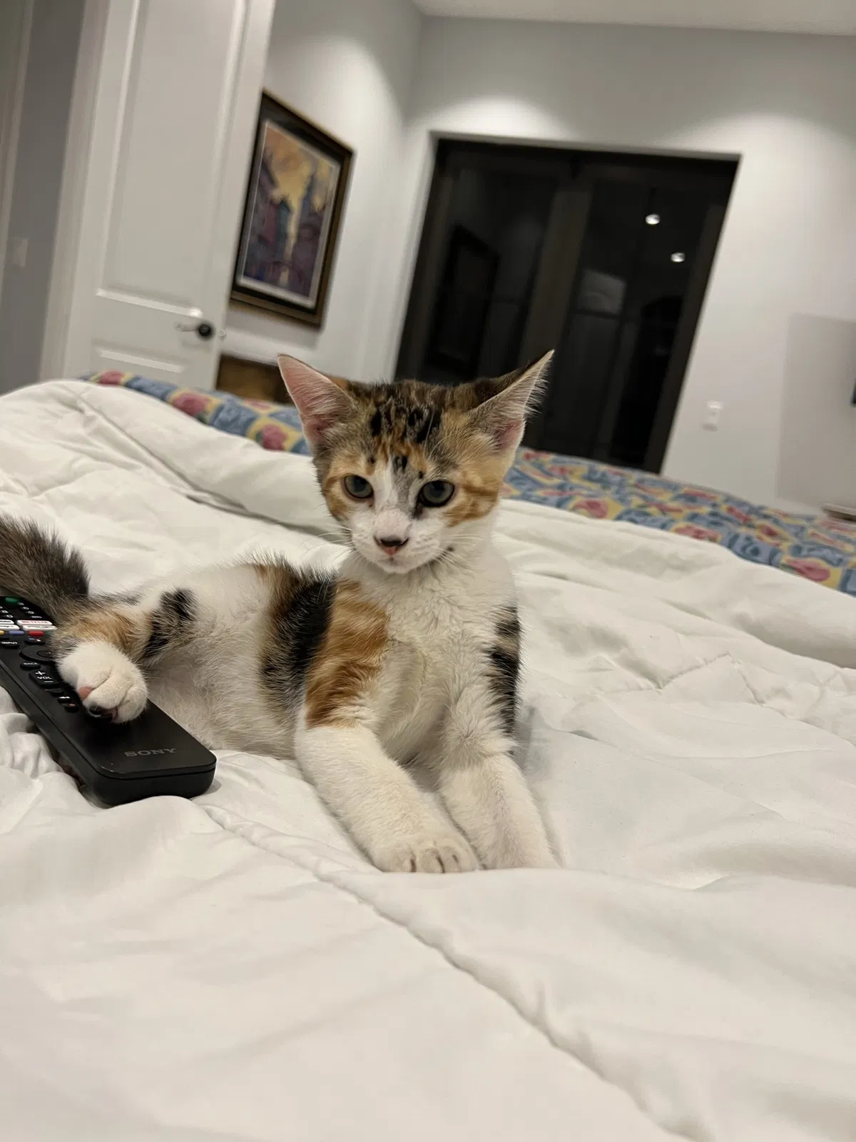 Lost cat in Miami, FL, 33187