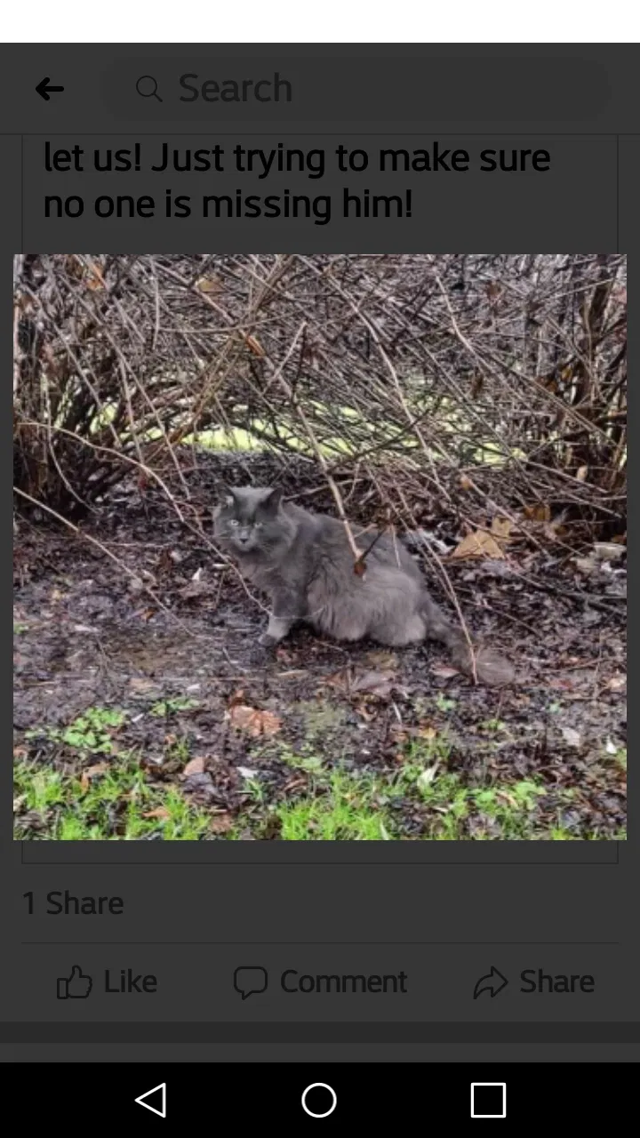 Lost cat in Unknown, VA, 23335