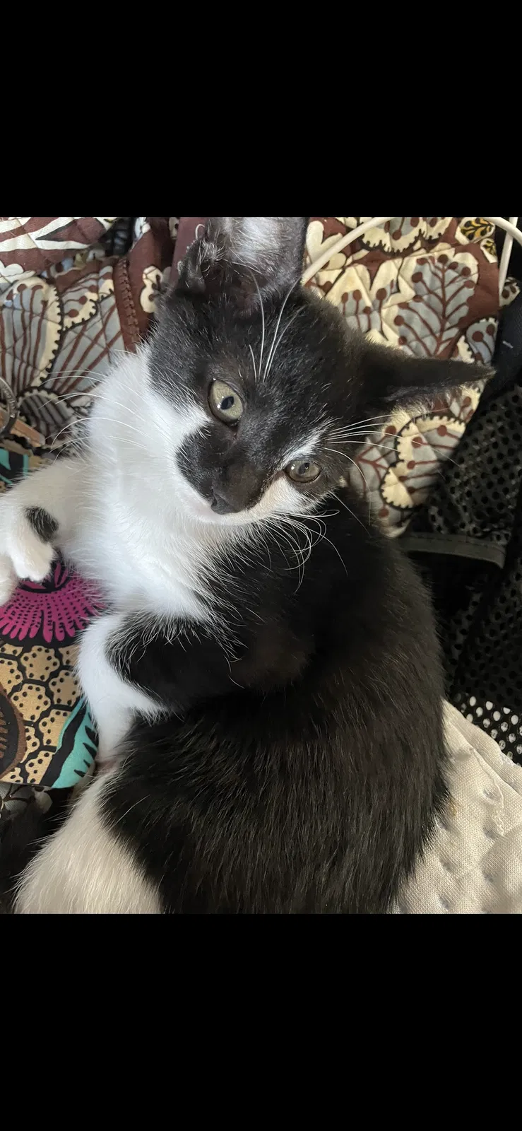 Lost cat in Fort Myers, FL, 33905