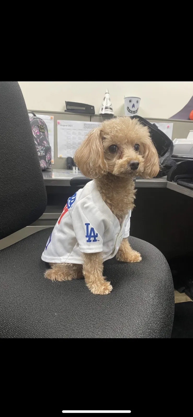 Lost dog in Los Angeles, CA, 90003