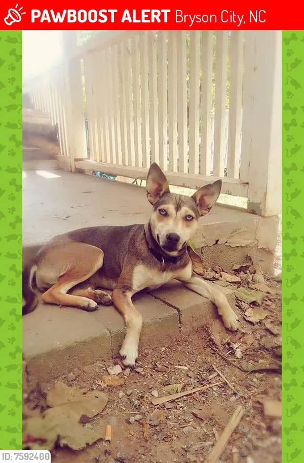 Lost dog in Bryson City, NC, 28713