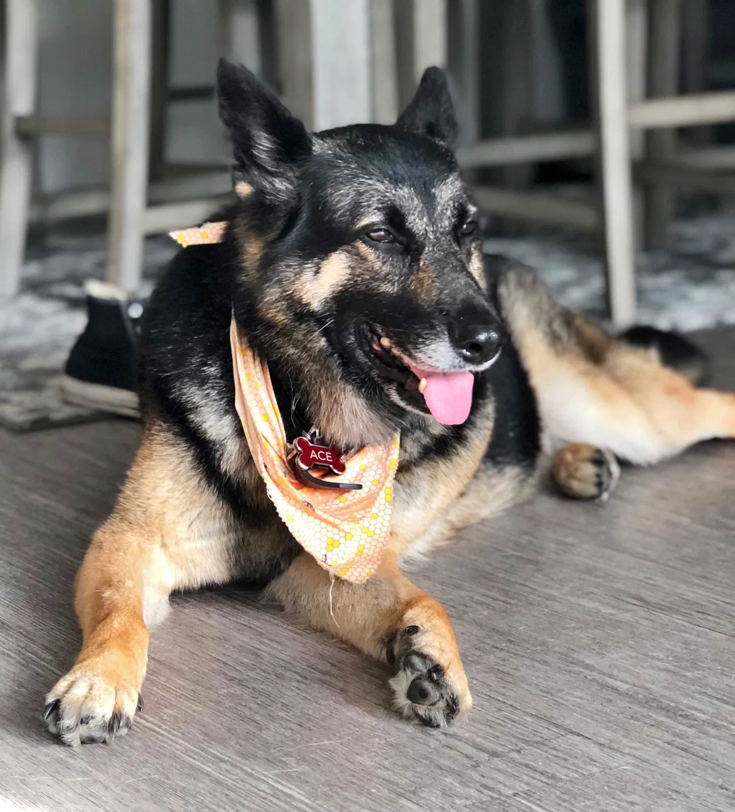 Lost dog in San Antonio, TX, 78220
