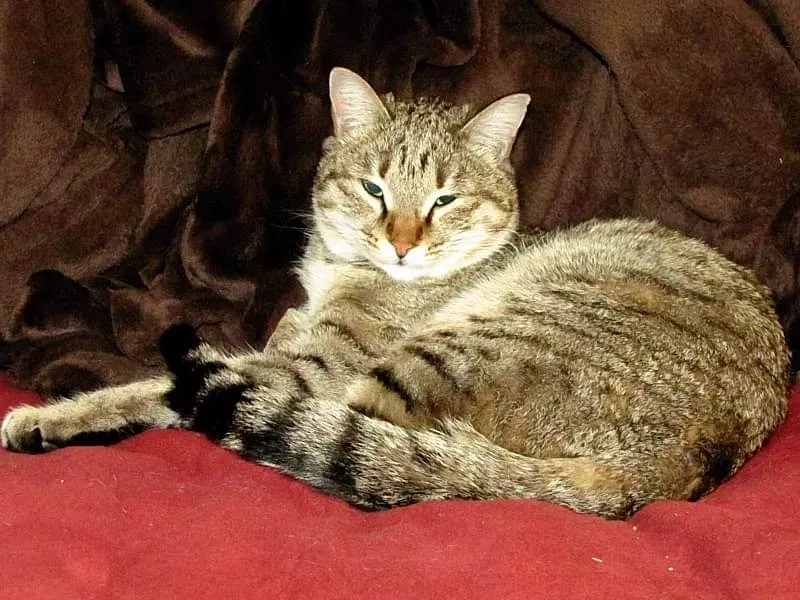 Lost cat in Colorado Springs, CO, 80911