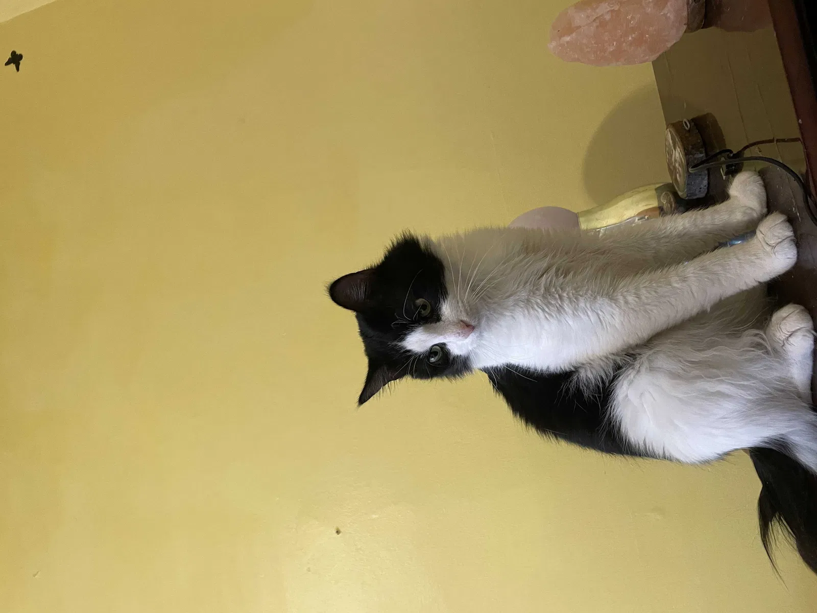 Lost cat in Dracut, MA, 1826