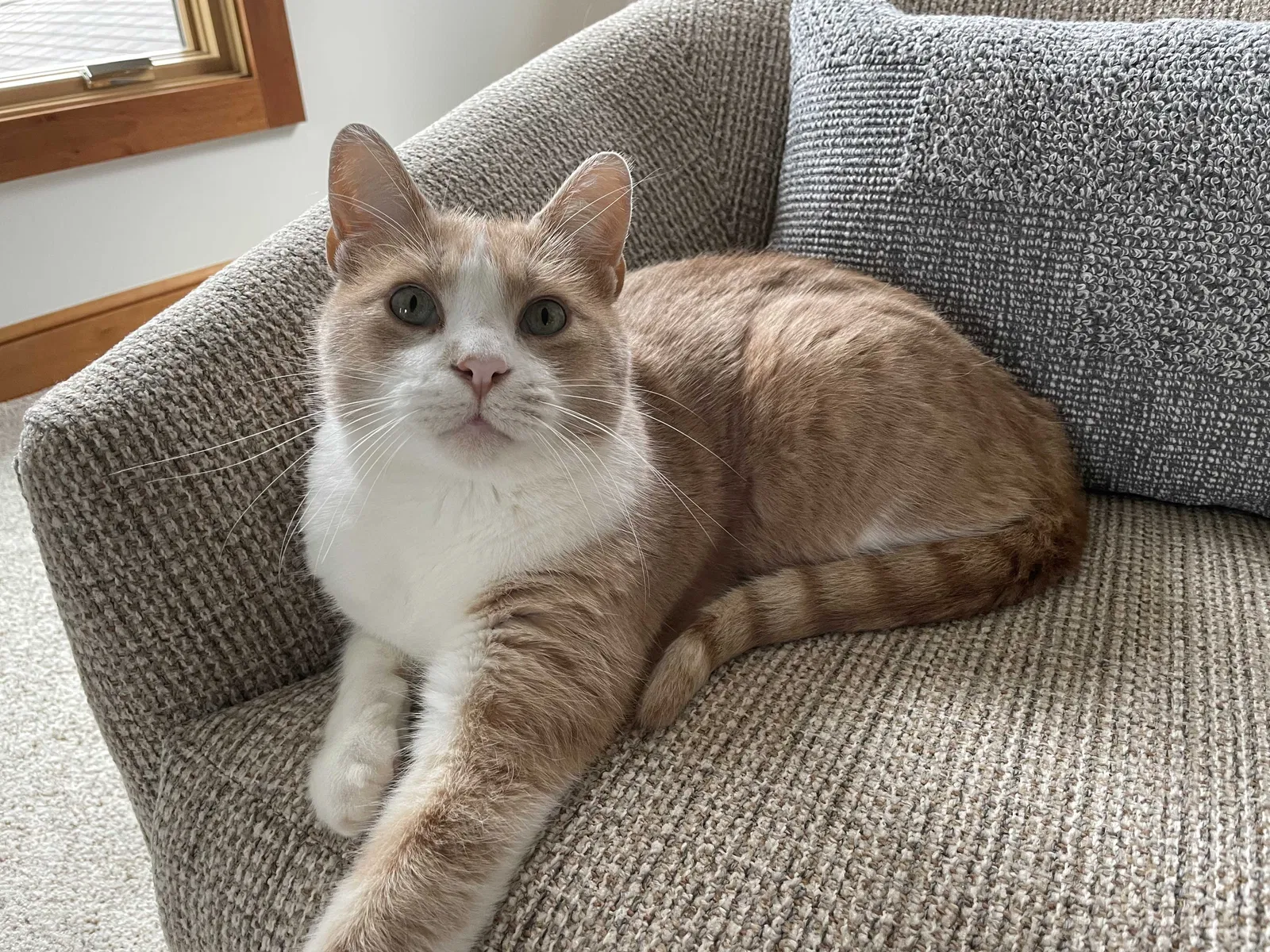 Lost cat in Leetonia, OH, 44431