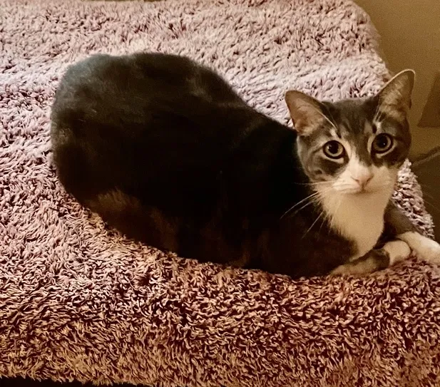 Lost cat in Baton Rouge, LA, 70809