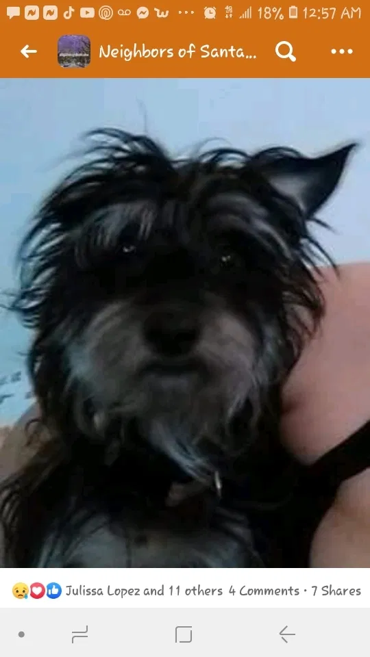 Lost dog in Santa Ana, CA, 92704