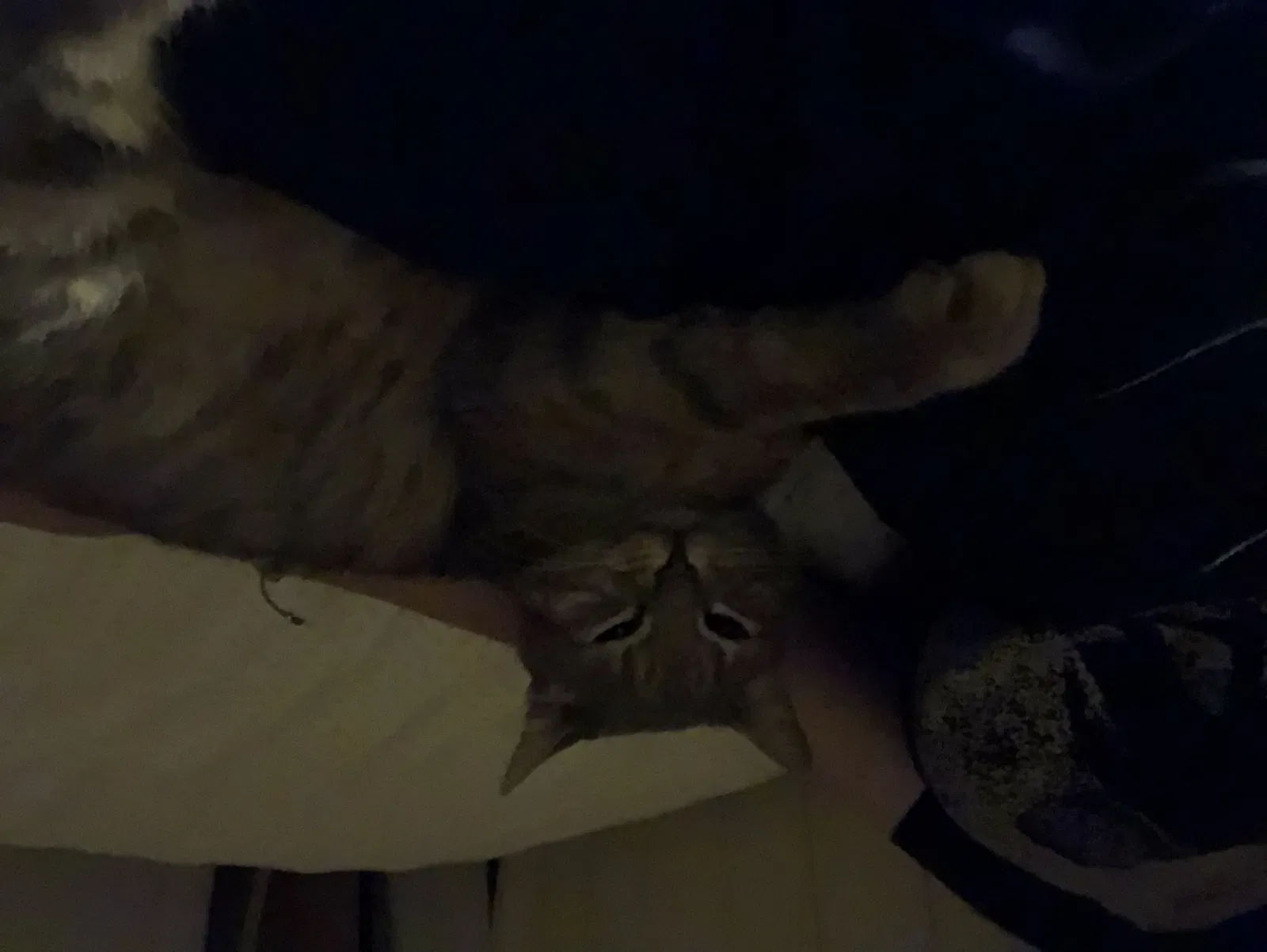 Lost cat in Evansville, IN, 47725