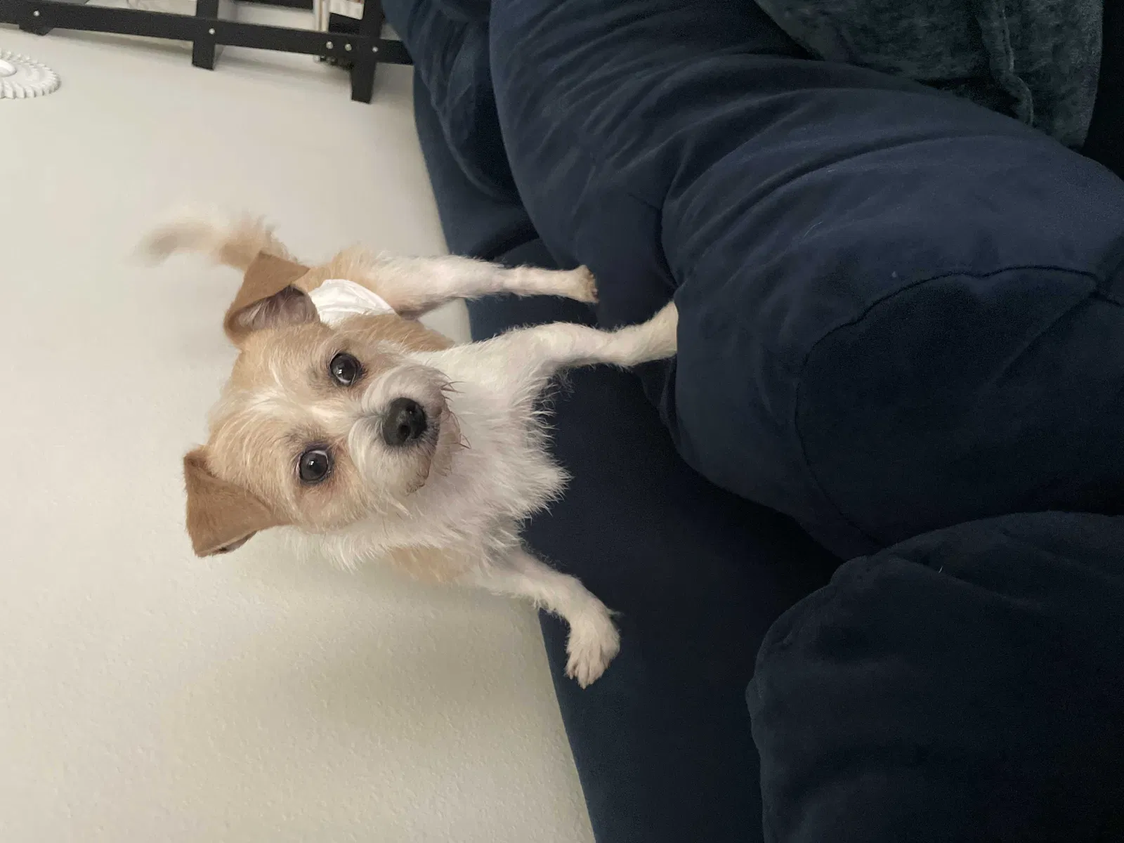 Lost dog in Houston, TX, 77082