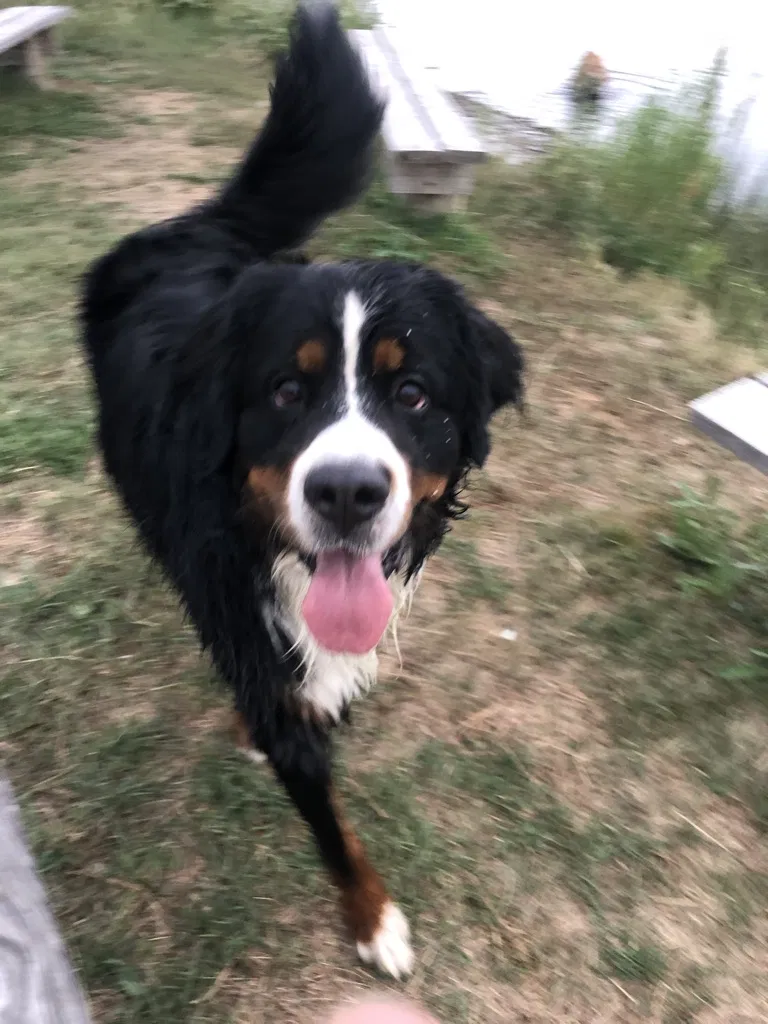 Lost dog in Fort Collins, CO, 80526
