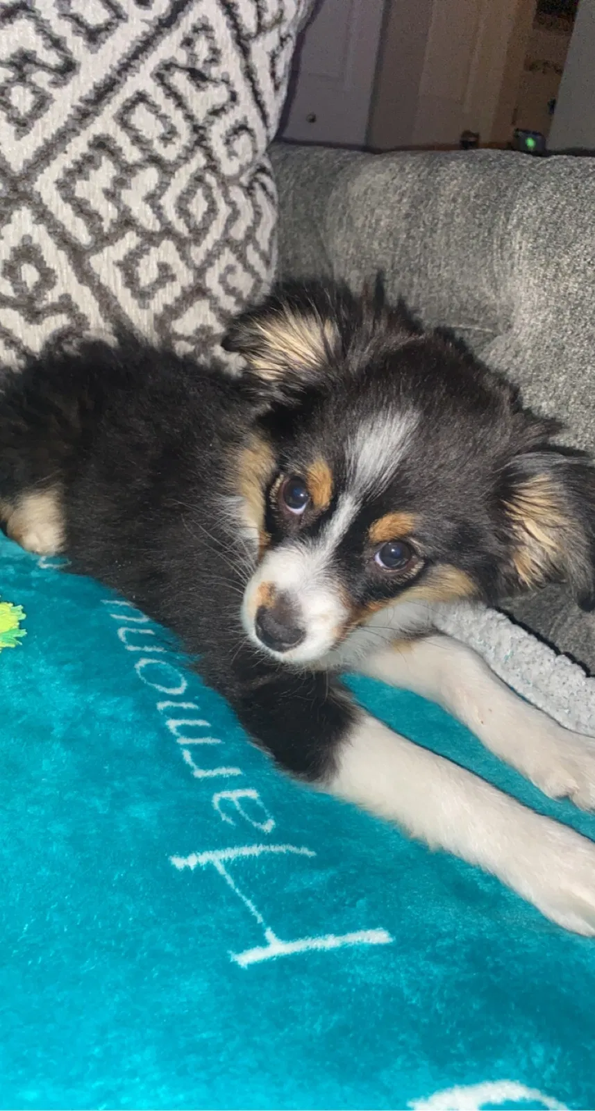 Lost dog in Aurora, CO, 80014