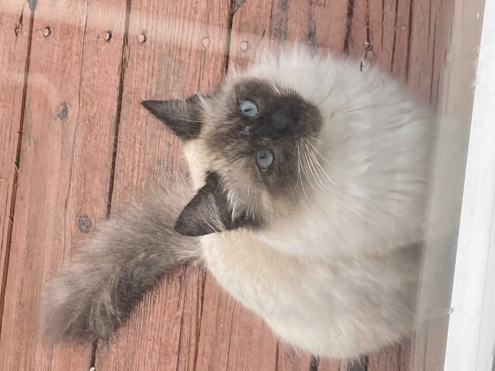Lost cat in Vancouver, WA, 98685