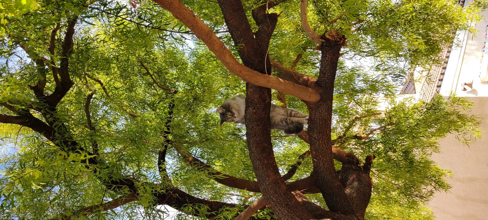 Lost cat in Las Vegas, NV, 89149