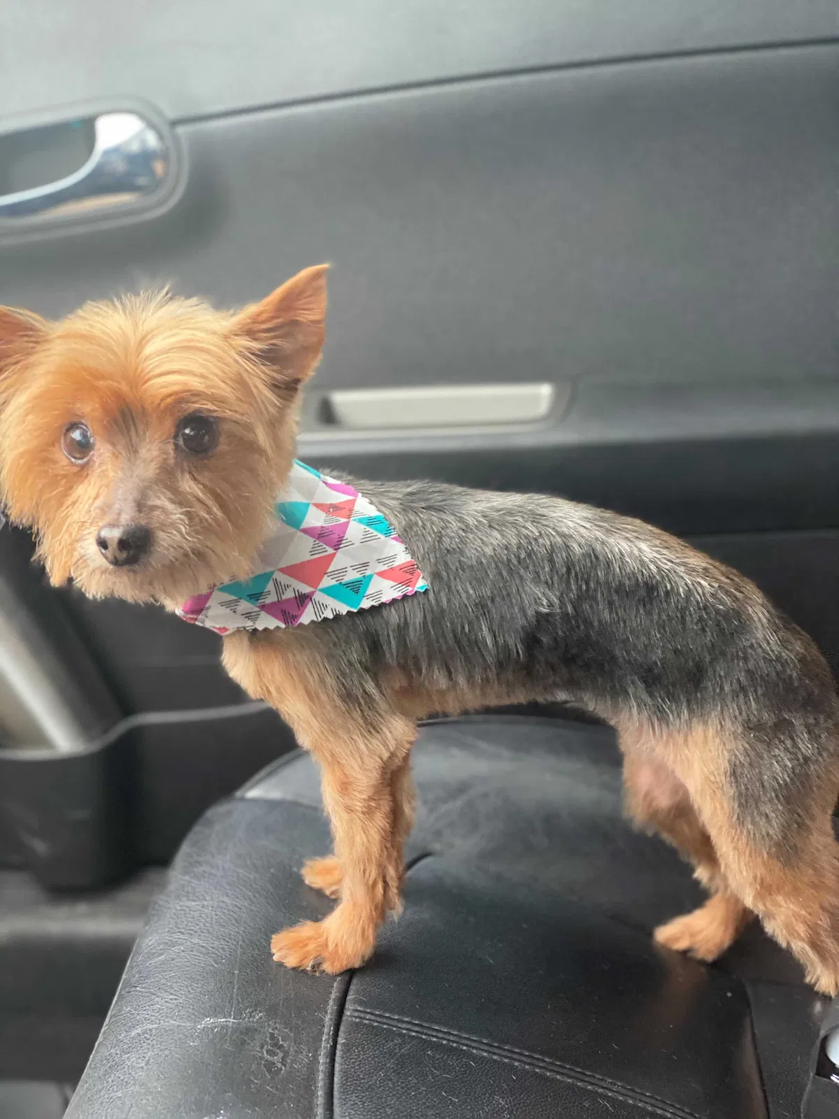 Lost dog in Taylorsville, KY, 40071