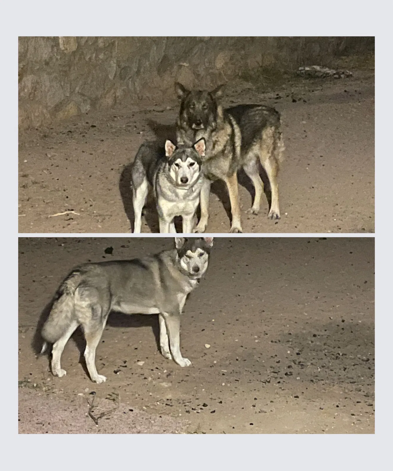 Lost dog in El Paso, TX, 79928