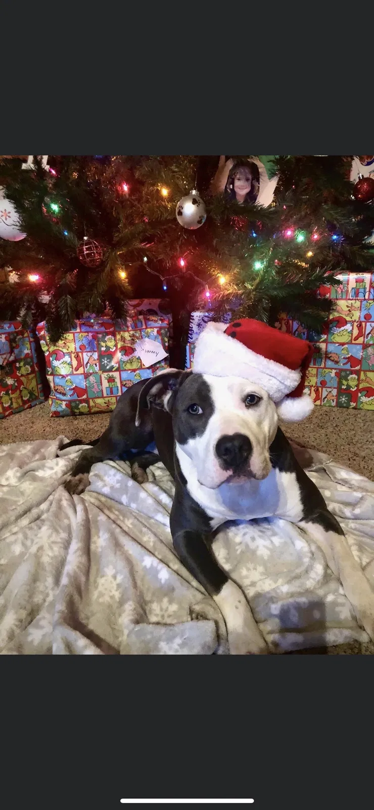 Lost dog in Dayton, OH, 45426