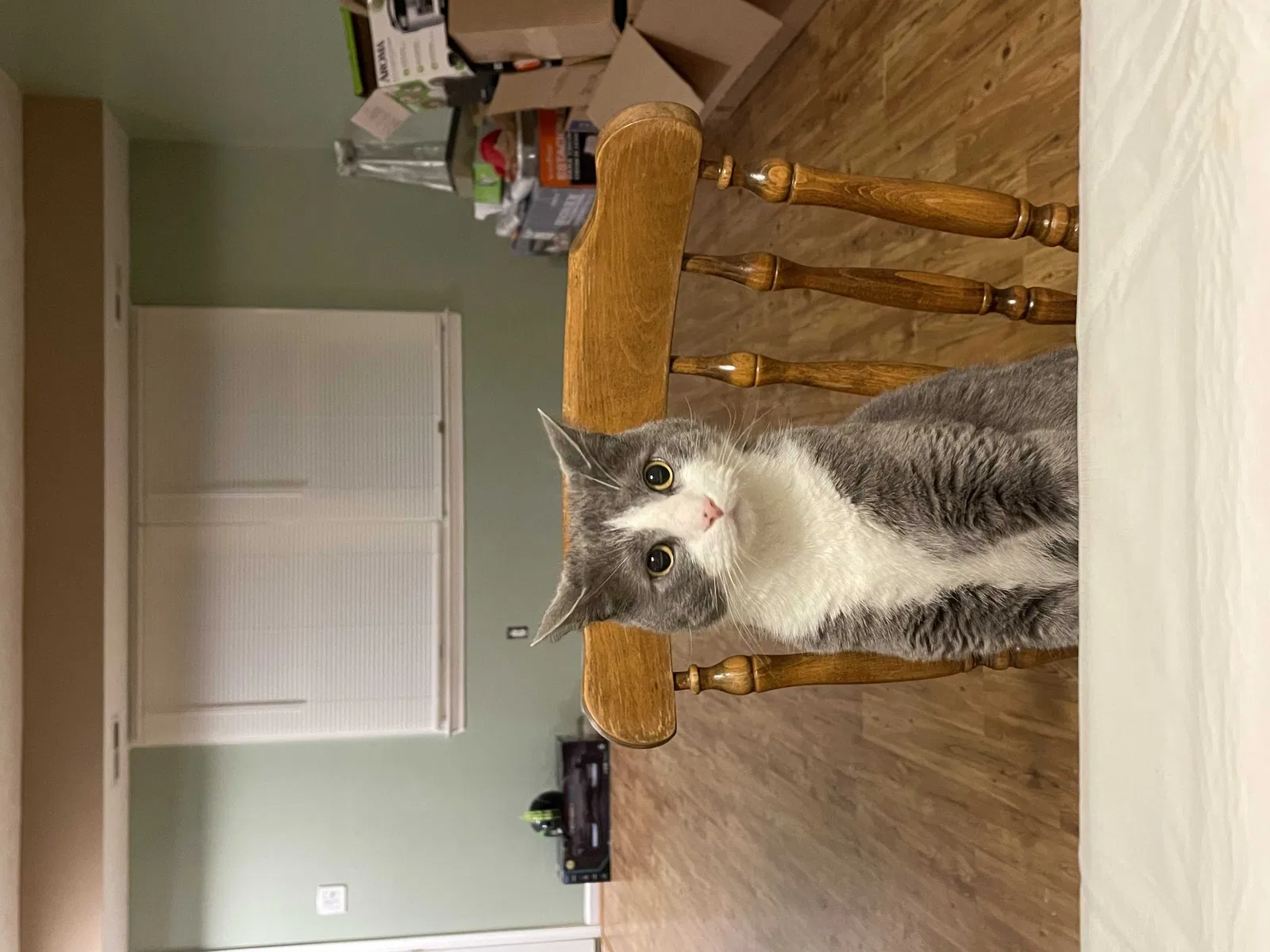 Lost cat in Hampton, VA, 23669
