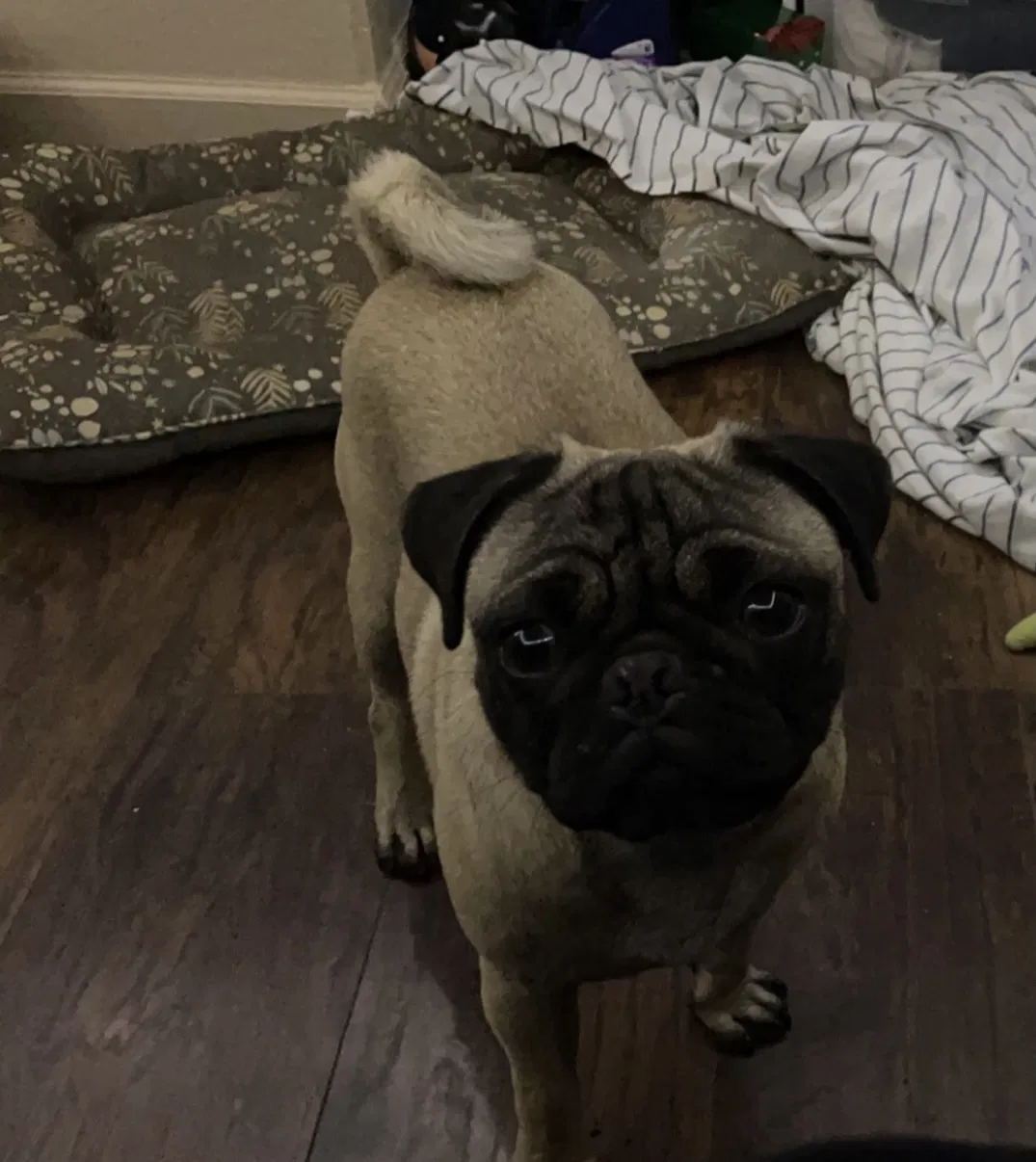 Lost dog in Moreno Valley, CA, 92553