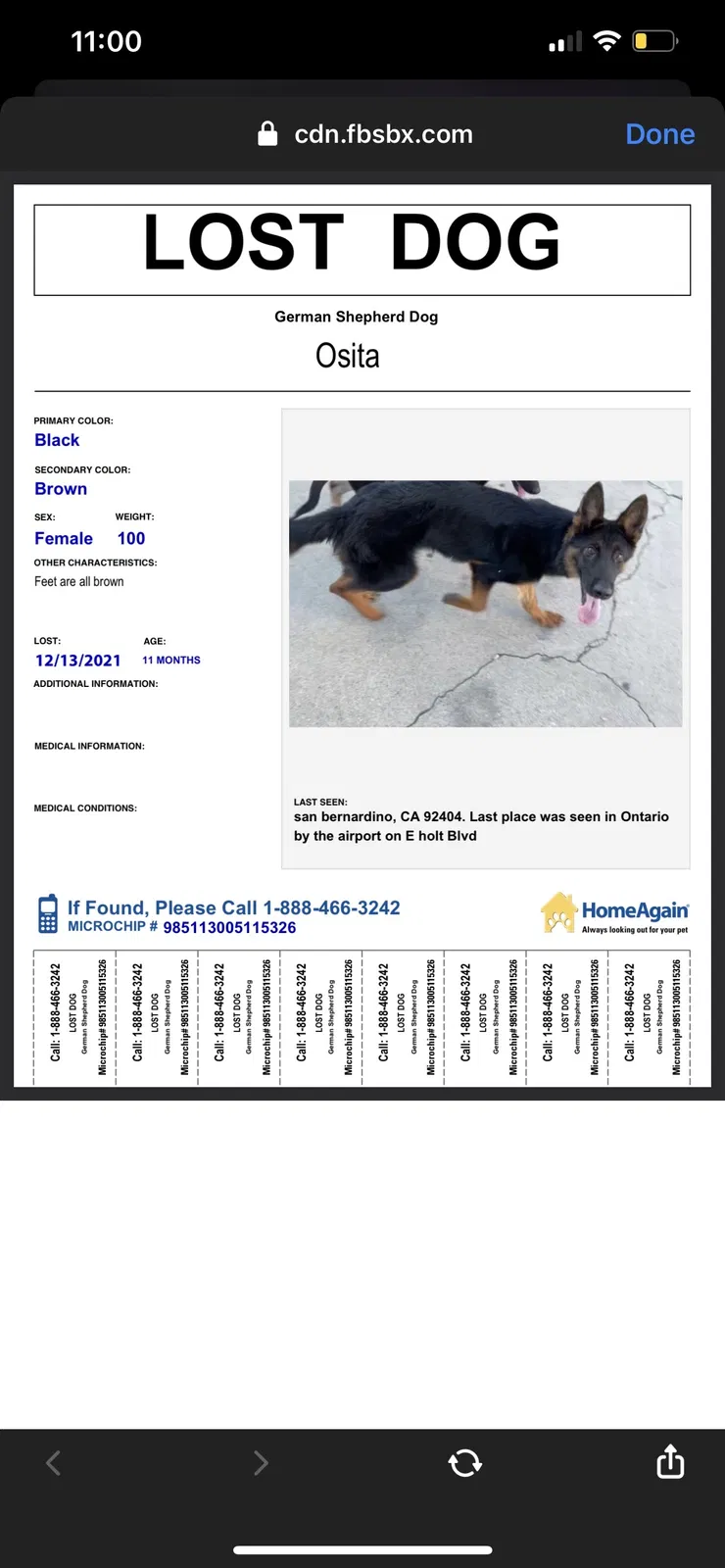 Lost dog in Ontario, CA, 91761