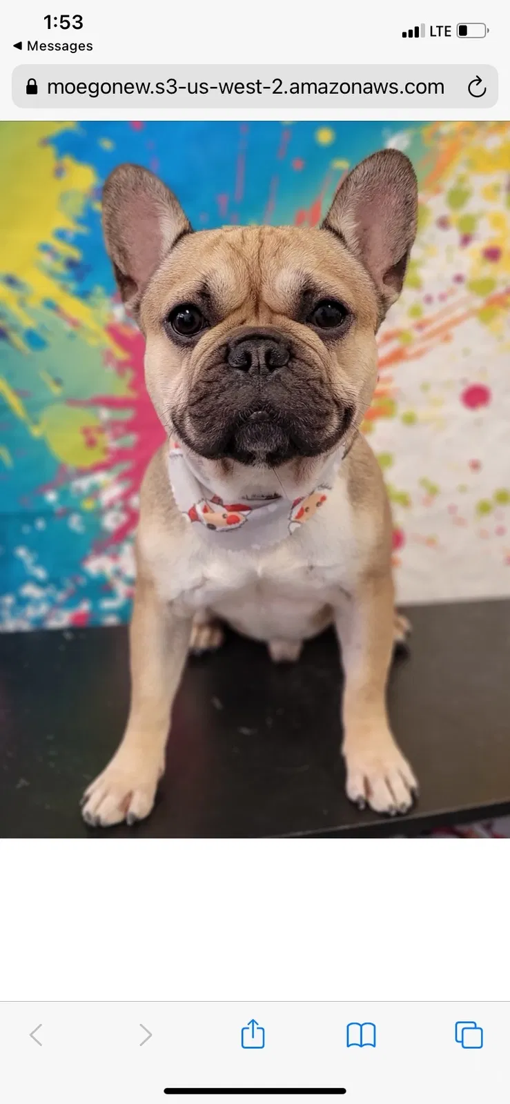 Lost dog in Las Vegas, NV, 89104