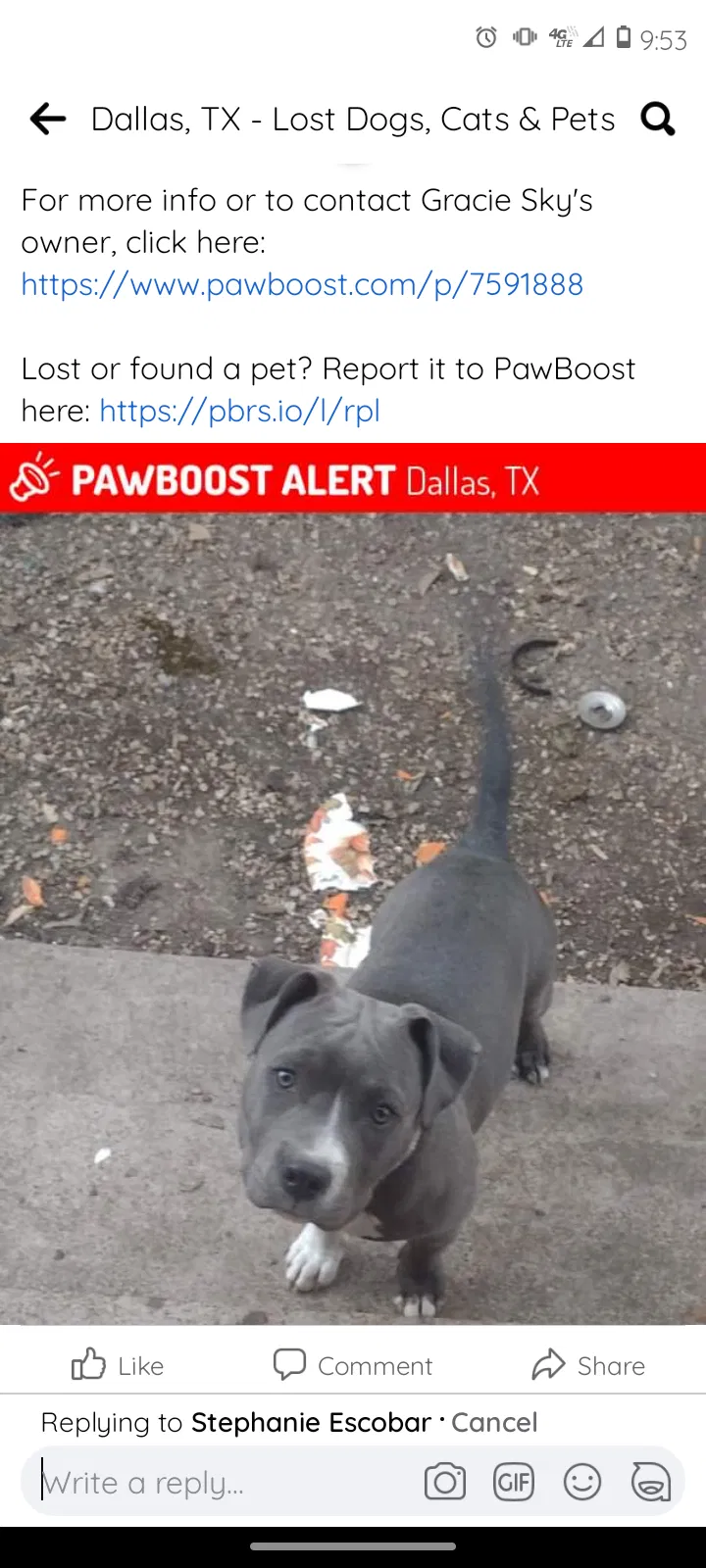 Lost dog in Dallas, TX, 75211