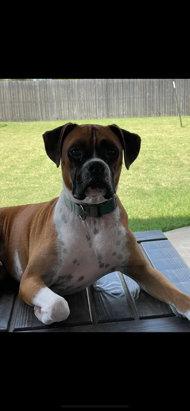 Lost dog in Oklahoma City, OK, 73162