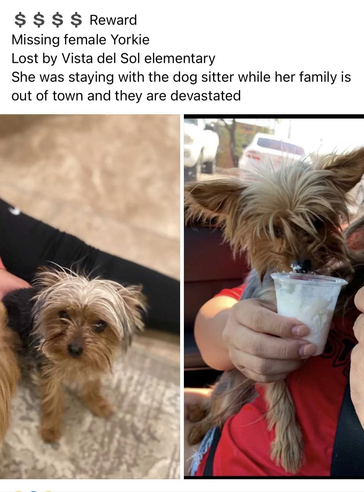 Lost dog in El Paso, TX, 79936