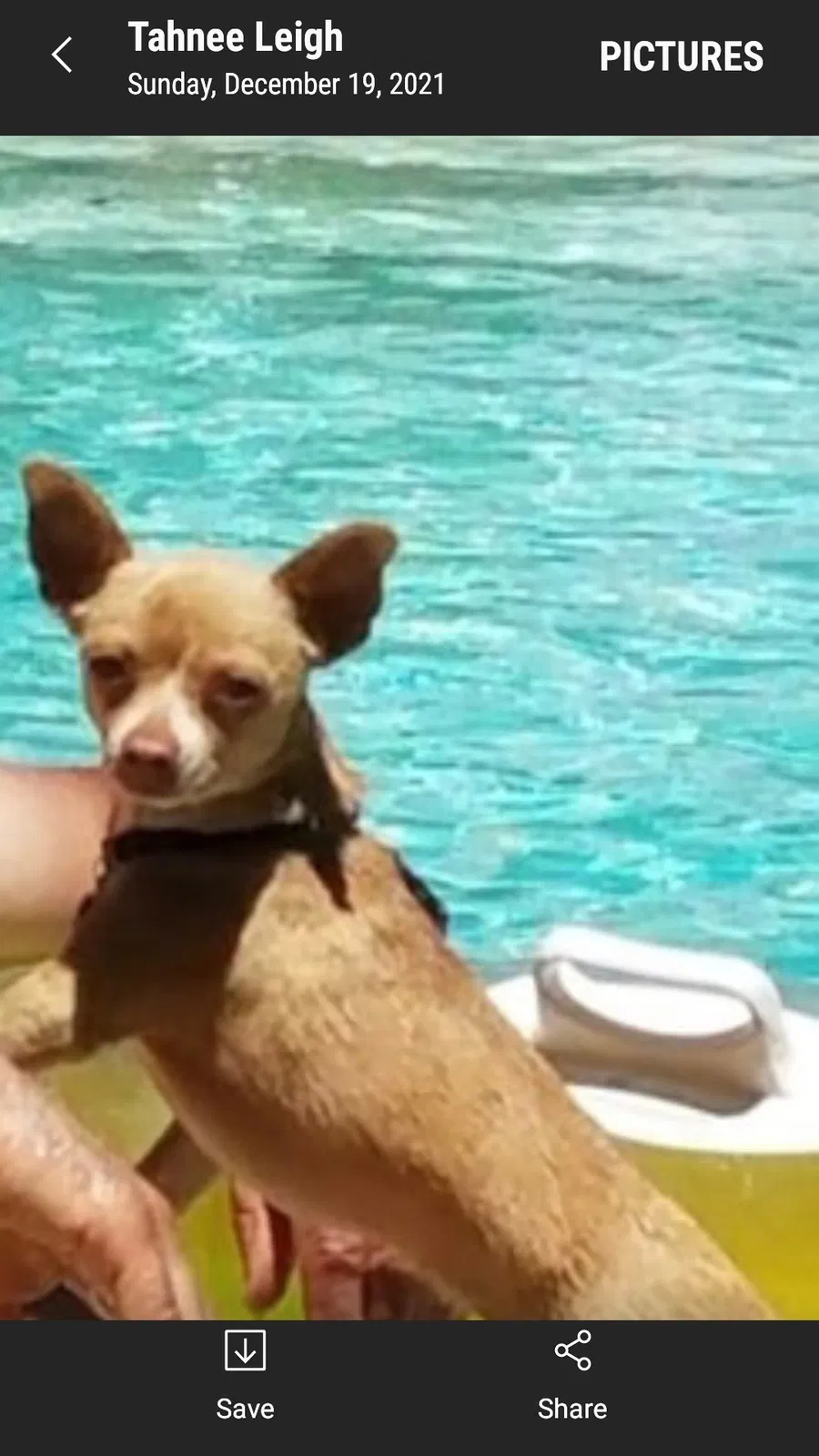 Lost dog in Concord, CA, 94521